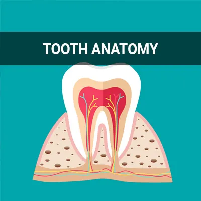 Visit our Tooth Anatomy page